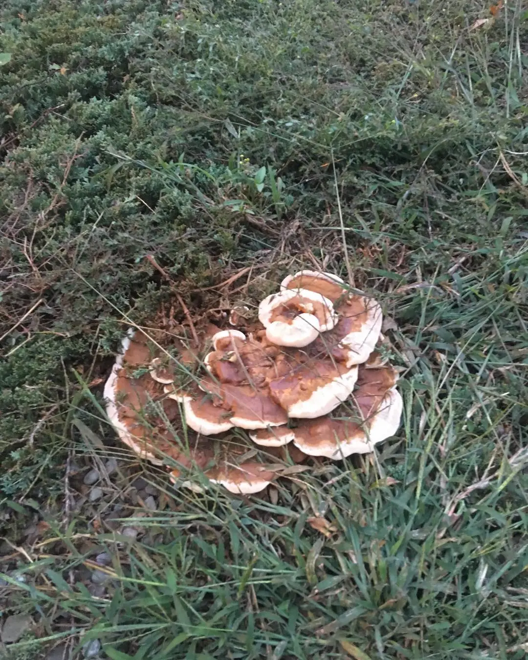 some fungi look like griddlecakes doe
