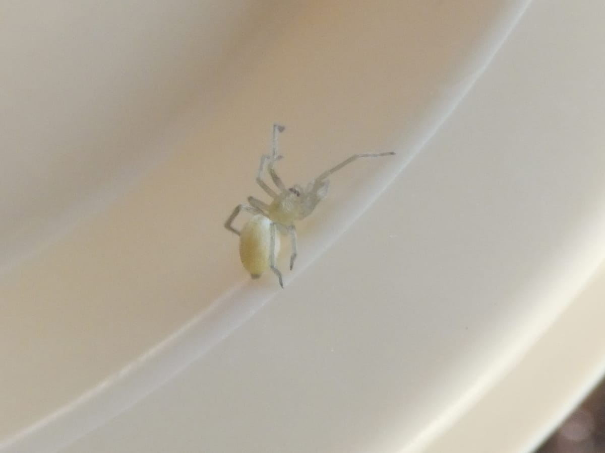 The Rainy-Morning Spider