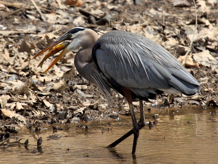 Great Blue Heron Eating a Fish (Photo credit: Mr. TinMD • CC BY-ND 2.0)