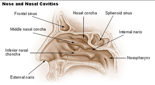 The nose and nasal cavities (from Gray's Anatomy, a two-dimensional work of art, which is not copyrightable in the U.S.)