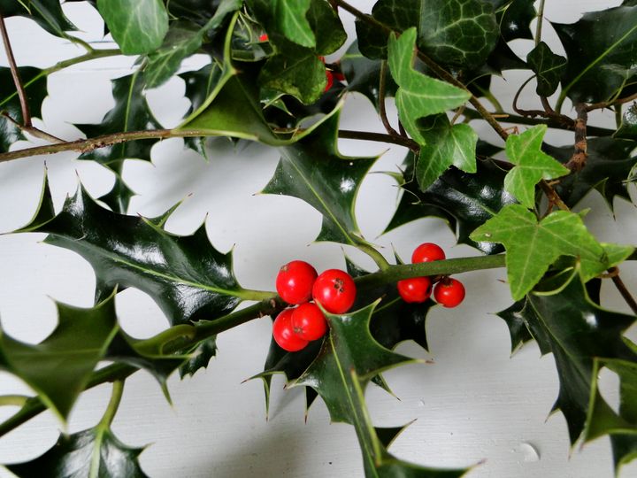 The Holly and the Ivy (public domain)