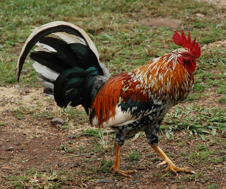 A wild island rooster (Photo credit: Jay Bergesen • CC BY 2.0)