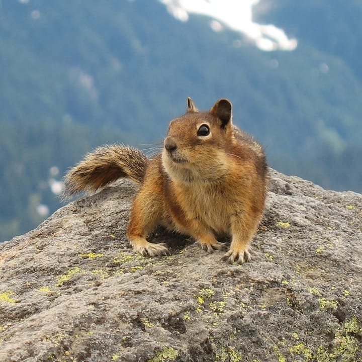 Golden-Mantled Ground Squirrel (Photo Credit: K. Lee • CC BY-SA 3.0)