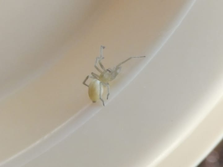 Spider of the genus Cheiracanthium (Photo Credit: Syrio • CC BY-SA 4.0)