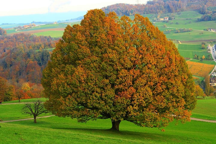Monumental linden tree (Photo Credit: Rbakovsky • CC BY-SA 4.0)